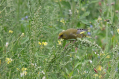 Groenling 1 Ameland 27-6-2019