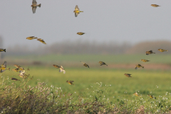 Groenling 1-Lauwersmeer 19-11-2008 b