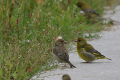 Groenling Ameland 27-6-2019