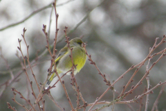 Groenling-Hortus Haren 30-12-2005 b