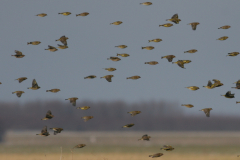 Groenling-Lauwersmeer 1-2-2009