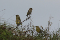 Groenling-Noord-Holland 22-10-2015