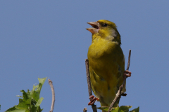 Groenling-Schiermonnikoog 15 -5 2022