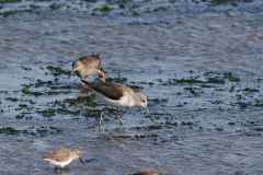 Groenpootruiter, 1e kj. en Tureluur -Texel 5-10-2021 b