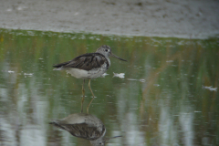 Groenpootruiter-Groningen-kust 16-8-2011