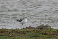 Groenpootruiter-Groningen-kust 28-8-2011