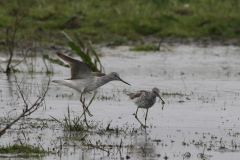 Groenpootruiter  Lauwersmeer 3-5-2024