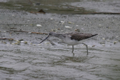 Groenpootruiter, 1e kj.-Texel 6-10-2010