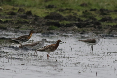 Groenpootruiter en Kemphaan  Lauwersmeer 3-5-2024