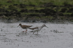 Groenpootruiter en Tureluur  Lauwersmeer 3-5-2024