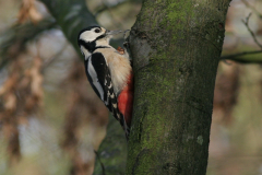 Grote bonte specht, ♀  1-Hortus Haren 20-11-2009