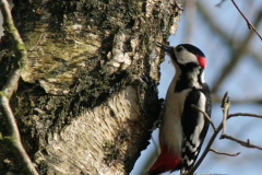 Grote bonte specht, ♂  1-Hortus Haren 27-3-2007