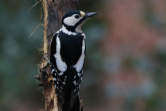 Grote bonte specht, ♀  3-Friesland 4-2-2021