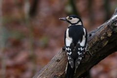 Grote bonte specht, ♀  4-Friesland 4-2-2021