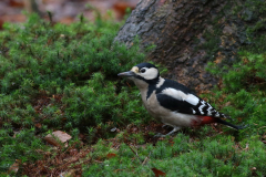 Grote bonte specht, ♀  5-Friesland 4-2-2021