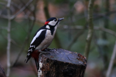 Grote bonte specht, ♂  7-Friesland 4-2-2021