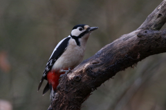 Grote bonte specht-Friesland 22-2-2021 b