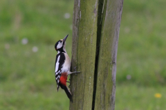 Grote bonte specht-Groningen-prov. 14-5-2012