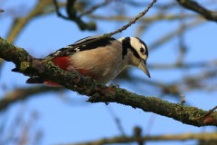 Grote bonte specht-Groningen-prov. 28-11-2011