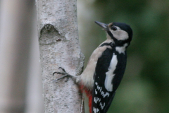 Grote bonte specht, ♀ -Hortus Haren 17-9-2009