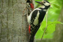 Grote bonte specht, ♂ en juv. -Hortus Haren 2-6-2006