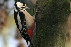 Grote bonte specht, ♀ -Hortus Haren 20-11-2009