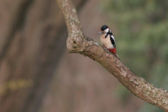 Grote bonte specht ♂ -Hortus Haren 31-3-2009