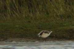 Grote franjepoot 9-Lauwersmeer 15-5-2012 b