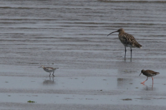 Grote franjepoot, Wulp en Tureluur-NoordHolland 13-7-2022