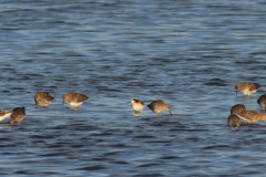 Grote franjepoot en Kemphaan 1-Lauwersmeer 15-5-2012