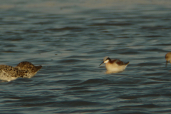 Grote franjepoot en Kemphaan 11-Lauwersmeer 15-5-2012 b