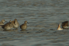 Grote franjepoot en Kemphaan 4-Lauwersmeer 15-5-2012 b