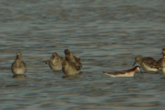 Grote franjepoot en Kemphaan 5-Lauwersmeer 15-5-2012 b