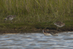 Grote franjepoot en Kemphaan 6-Lauwersmeer 15-5-2012 b