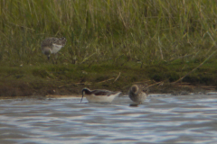 Grote franjepoot en Kemphaan 7-Lauwersmeer 15-5-2012 b