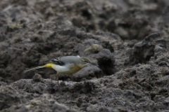 Grote gele kwikstaart, 1e kj.  1 Texel 2-10-2019