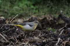 Grote gele kwikstaart, 1e kj.  Texel 2-10-2019