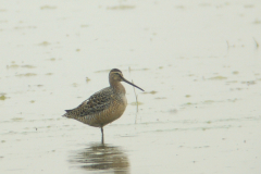 Grote grijze snip 1-Lauwersmeer 29-5-2010