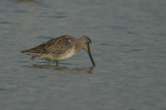 Grote grijze snip 10-Lauwersmeer 4-10-2011