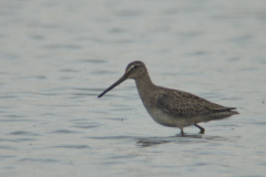 Grote grijze snip 11-Lauwersmeer 4-10-2011