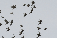 Grote grijze snip 4-Lauwersmeer 4-10-2011