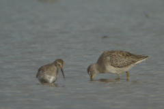 Grote grijze snip 5-Lauwersmeer 4-10-2011 b