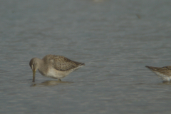 Grote grijze snip 6-Lauwersmeer 4-10-2011