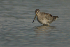 Grote grijze snip 7-Lauwersmeer 4-10-2011