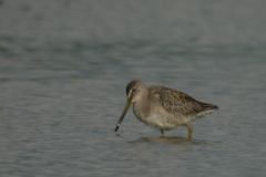 Grote grijze snip 8-Lauwersmeer 4-10-2011