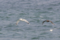 Grote jager 1-Noordzee-5-11-2017