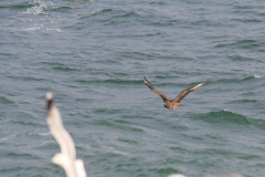 Grote jager 2-Noordzee-5-11-2017