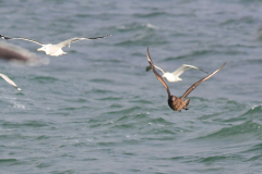 Grote jager 3-Noordzee-5-11-2017