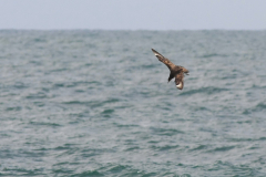 Grote jager-Noordzee-5-11-2017