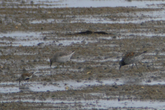 Grote kanoet 2-Texel 16-5-2016